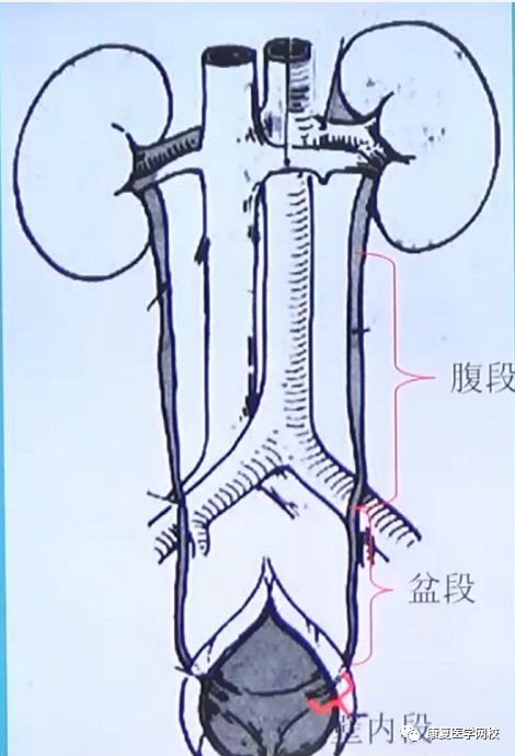 康复考试2019年必背考点052:泌尿系统——输尿管与膀胱