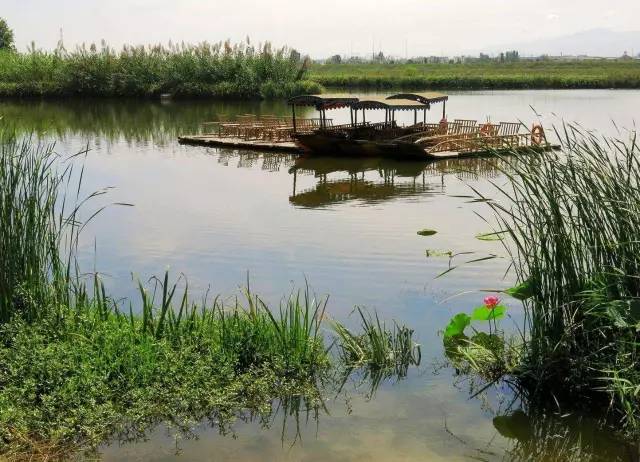 渭河百里画廊洽川湿地中15万亩芦苇荡一望无际,风景别致,鸟语花香