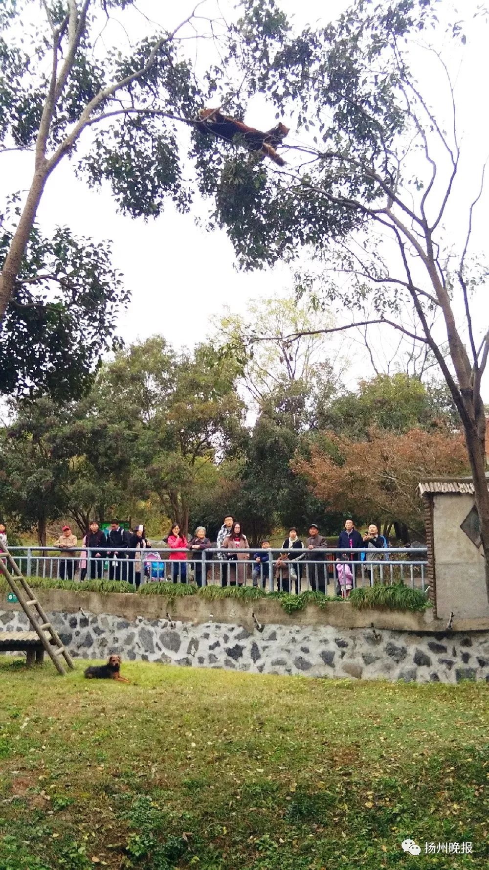 驚呆！女遊客偷藏寵物狗進揚州動物園，狗狗一下子跳進了小熊貓館…… 萌寵 第1張
