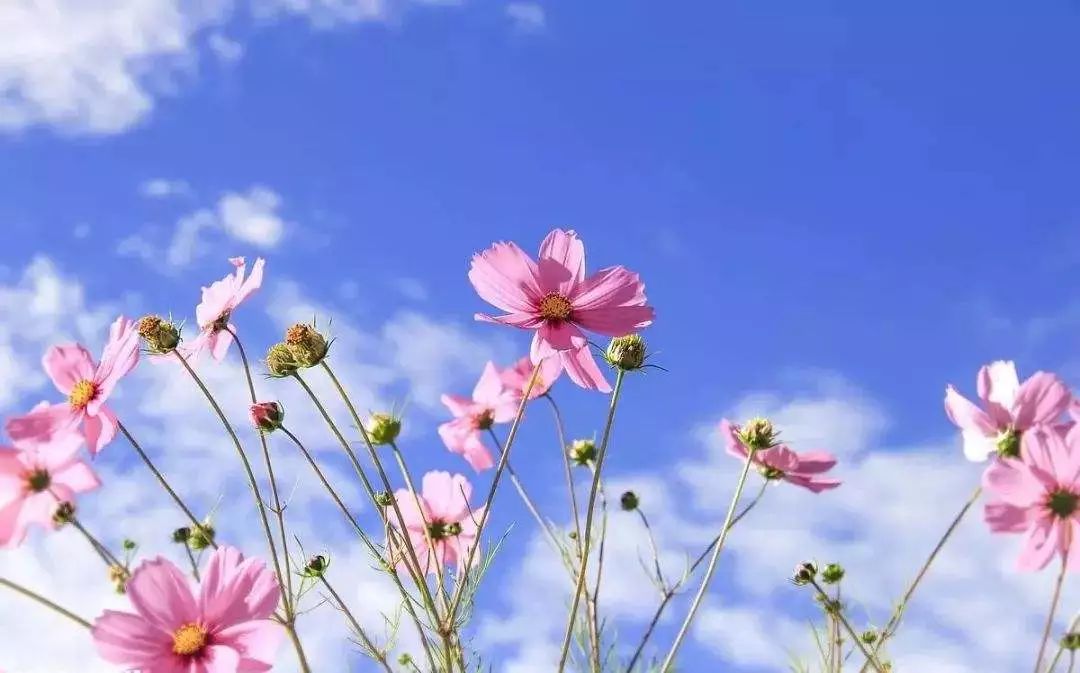 云卷云舒,花开花落,相逢时时上演,既然遇着了,就彼此留下一份美好,笑