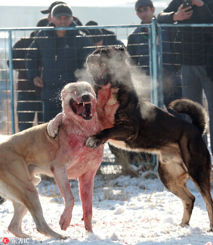 吉尔吉斯斯坦举办斗狗活动狼犬厮杀场面血腥