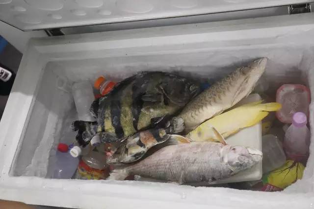 价值近十万的名贵龙虎鱼暴毙被鱼友冻在了冰柜里