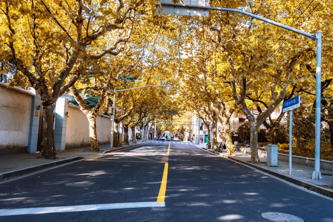被秋色浸染的黄叶,给街道增添一分诗意与温情.