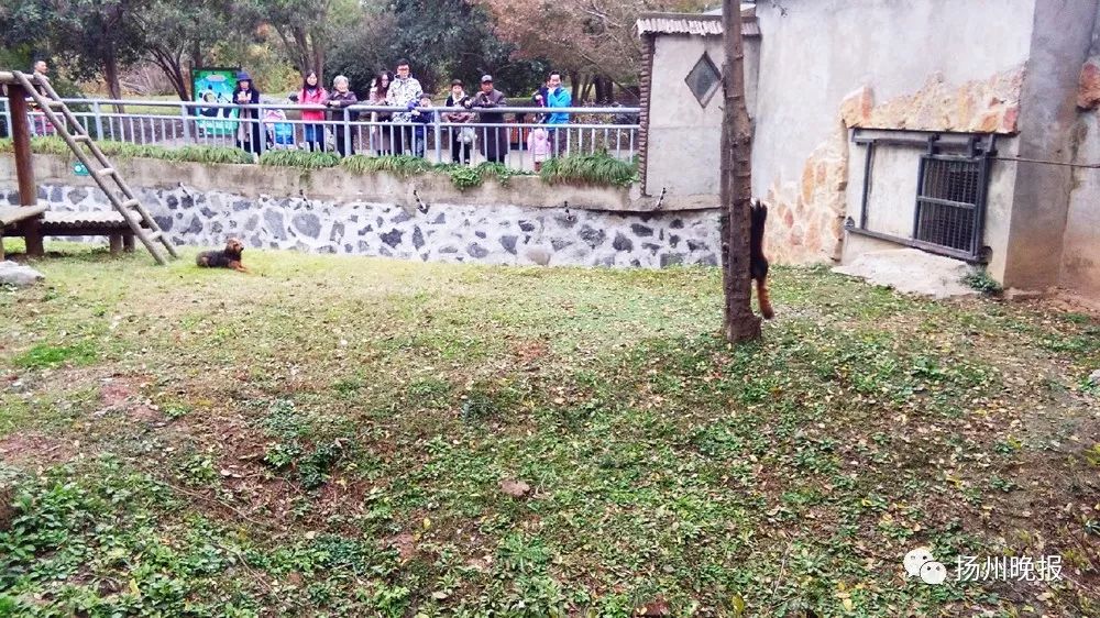 驚呆！女遊客偷藏寵物狗進揚州動物園，狗狗一下子跳進了小熊貓館…… 萌寵 第3張