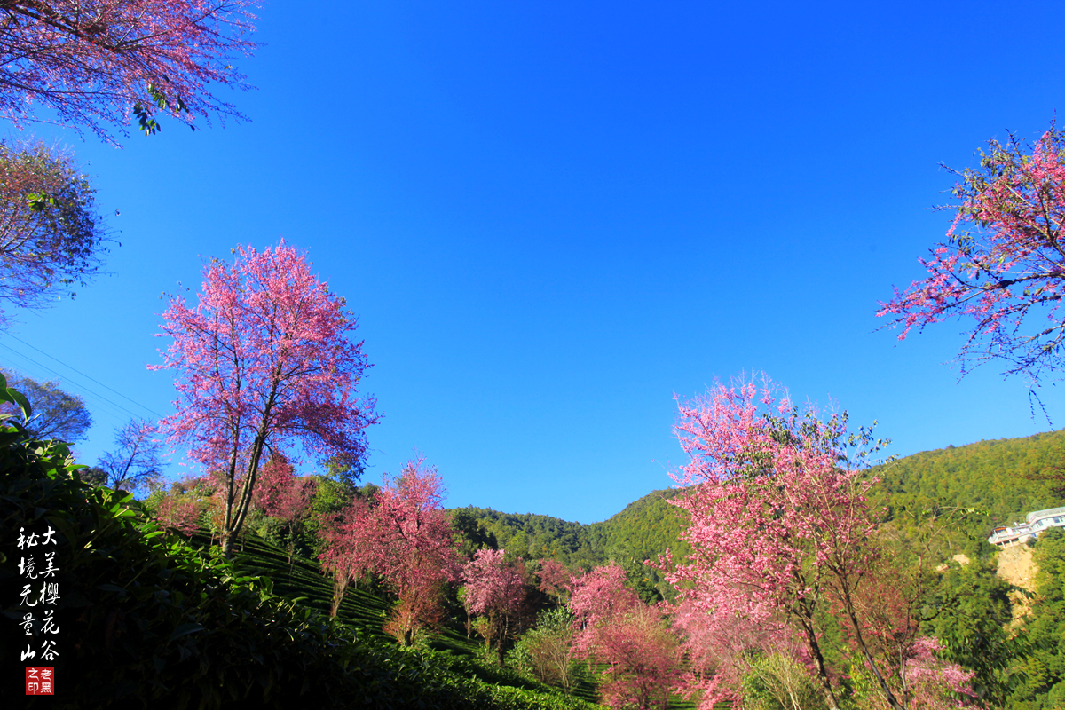 雨中的樱花， 乌龟潭的樱己经到尾期了，杭州樱花浪漫季