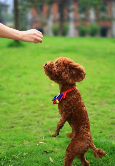 泰迪犬的这5个地方不能碰,处理不当可能会致命!