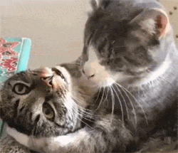 这只猫抱着另一只猫疯狂的帮它舔着毛,然而底下那猫的表情.