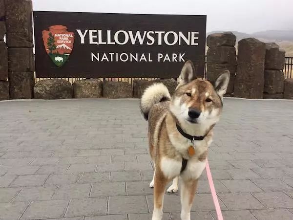 狗狗即將離世，這個市長不顧一切帶著它再看一眼這個世界... 萌寵 第13張