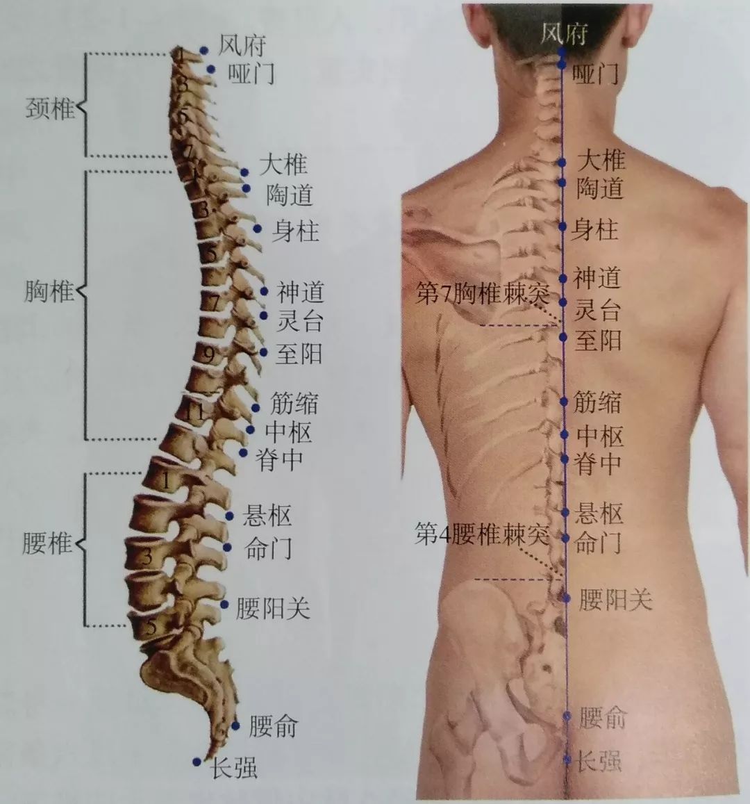 是督脉的起始腧穴【穴位解】长强:长,循环无端,长大,旺盛.