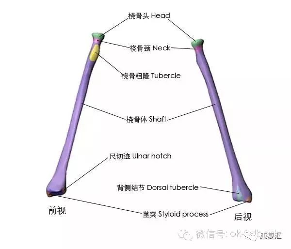 经典收藏史上最全骨性标志图3d图解