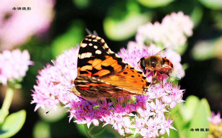 蝴蝶赏花,蜜蜂采蜜,各自欢愉的生活主题!
