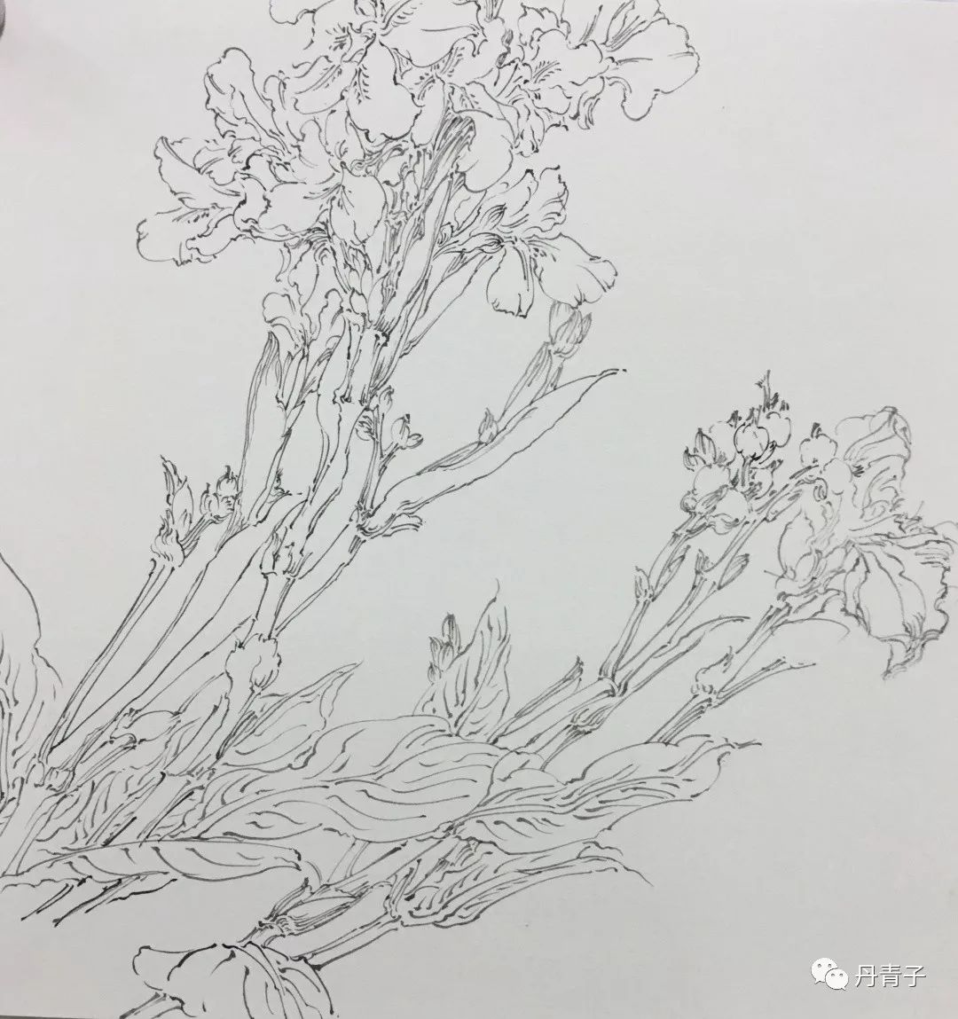 线描作品 美人蕉 33cmx33cm山东工艺美术学院中国花鸟画硕士研究生