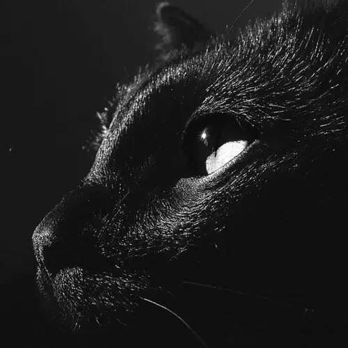 抖音黑猫睁眼高清壁纸分享_抖音黑猫睁眼壁纸下载