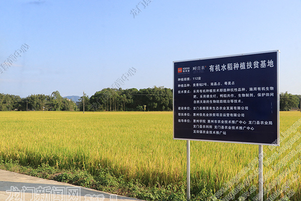 稻浪滔滔龙门首家有机水稻种植扶贫基地迎来丰收季