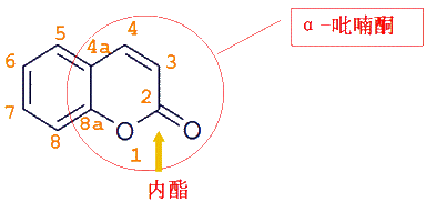 香豆素的母核为苯骈α-吡喃酮.