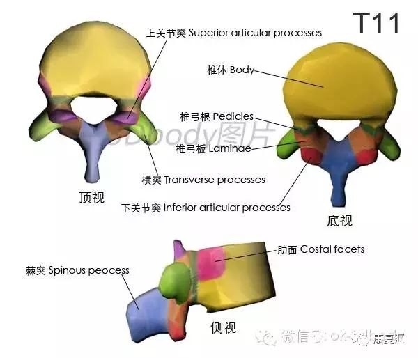 经典收藏史上最全骨性标志图3d图解