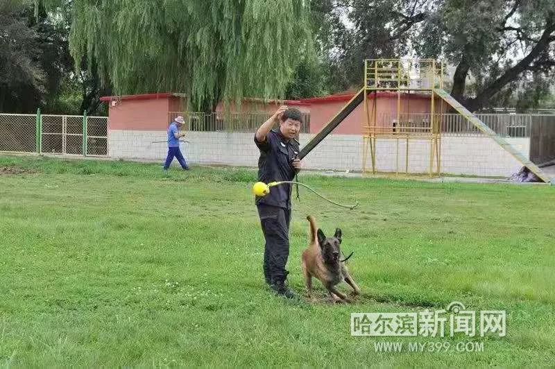 哈尔滨警犬全国赛场勇夺这个单项第一|搜捕"高手"2分22秒找到"疑犯"