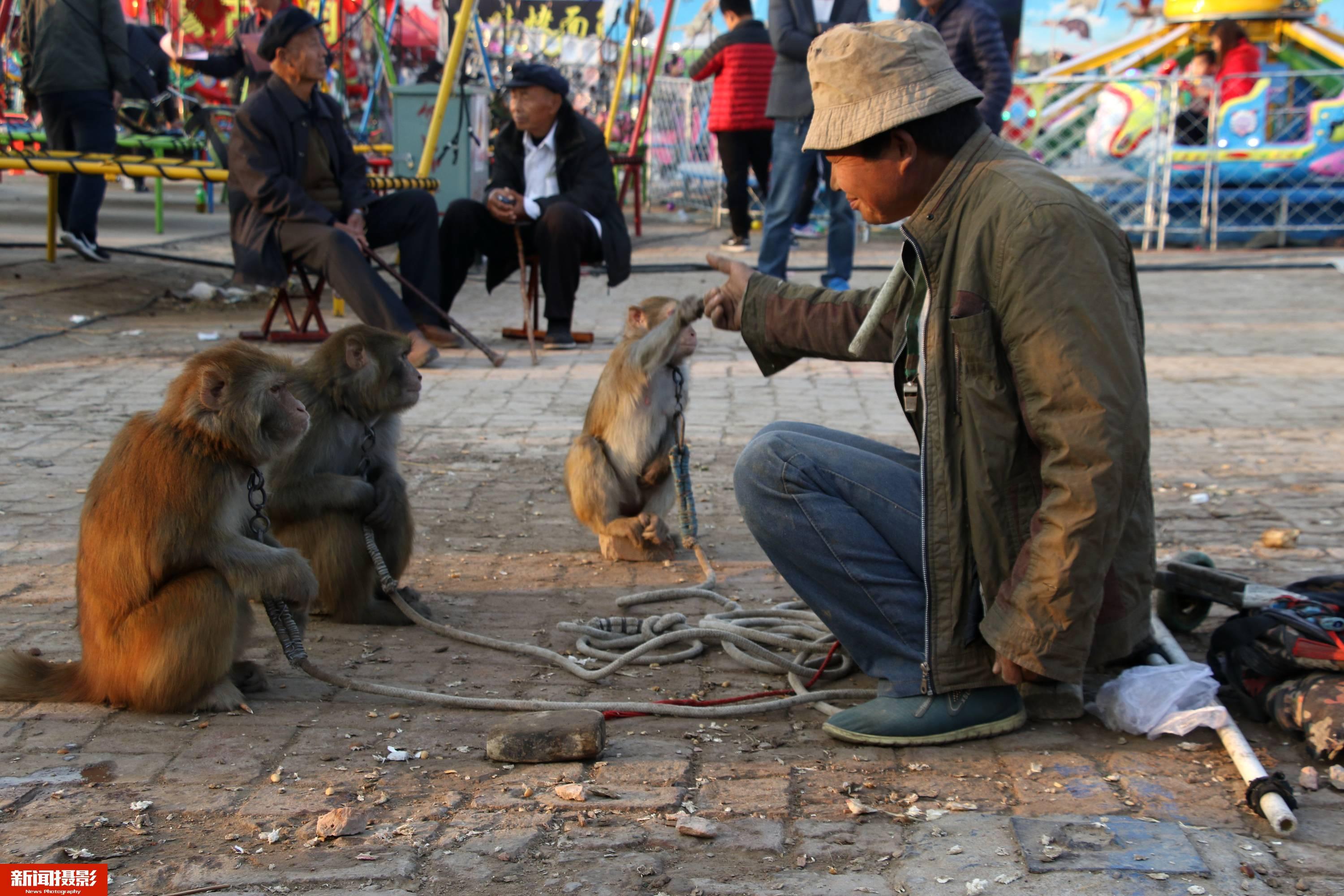 西安：耍猴艺人街头带猴表演 唤起市民儿时回忆_大众网