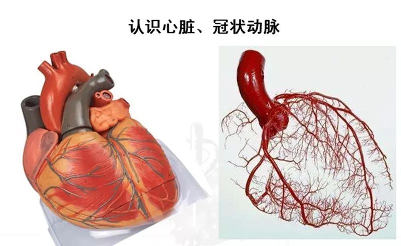 心肌梗死的危险因素