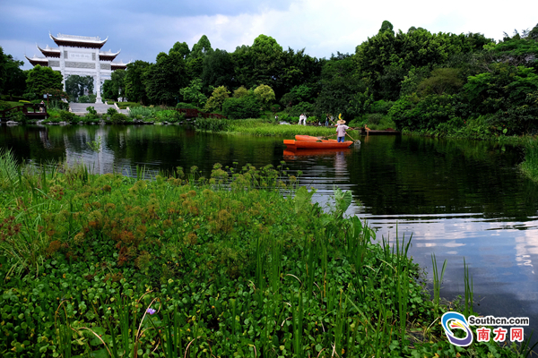 为"广州绿心"的海珠湿地,是全国特大城市中心城区面积最大的湿地公园