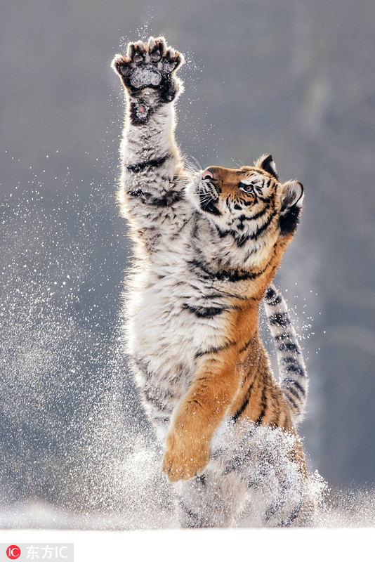 猛兽瞬间变萌宠!捷克老虎在雪地开心玩耍