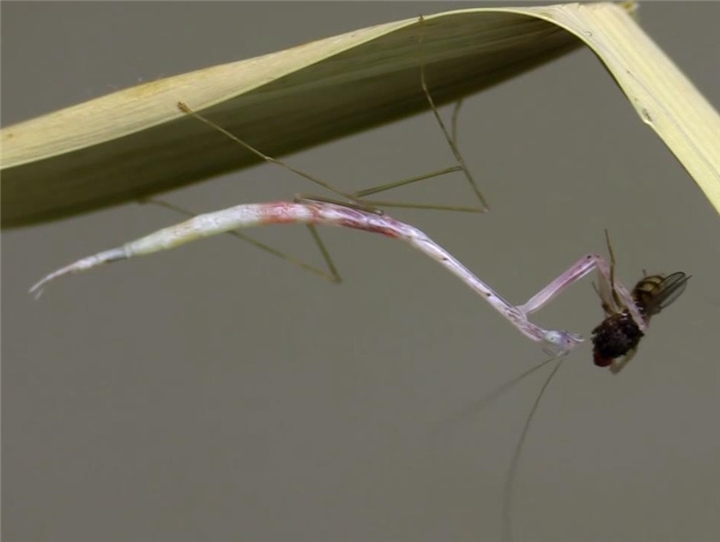 螳螂捕食苍蝇 苍蝇:肉食性昆虫是真的凶!
