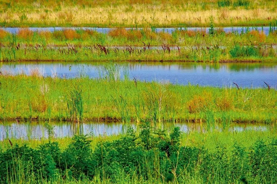 还归自然的潋滟芳甸—贝克大学湿地|世界知识画报