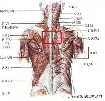 从脊柱肌肉分布谈腰背痛_骶棘肌