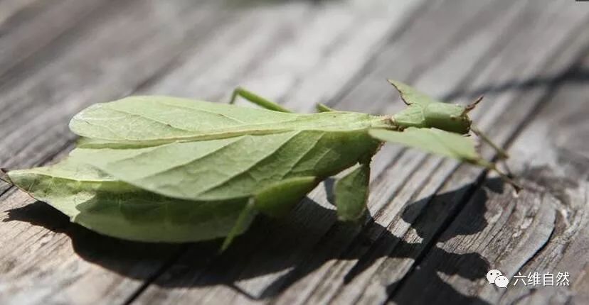 竹节虫种类很多,主要分布在热带和亚热带地区,竹节虫是最擅长伪装,大