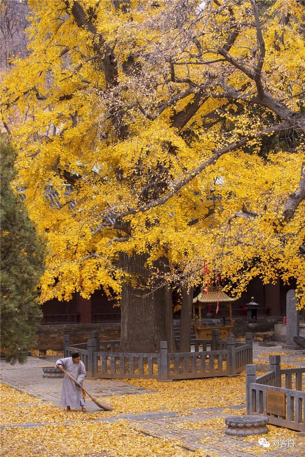 初冬时节,嵩山大法王寺满院金黄,你还不去看看?