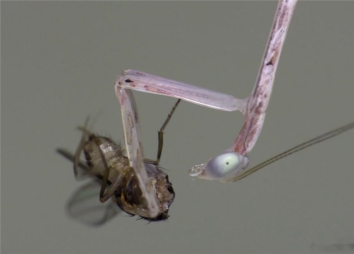 螳螂捕食苍蝇 苍蝇:肉食性昆虫是真的凶!
