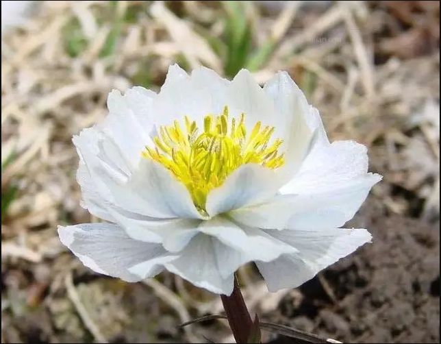 冰山上的雪莲花,任凭风吹雪打,还能开出如此圣洁之花,"耻与众草之为伍