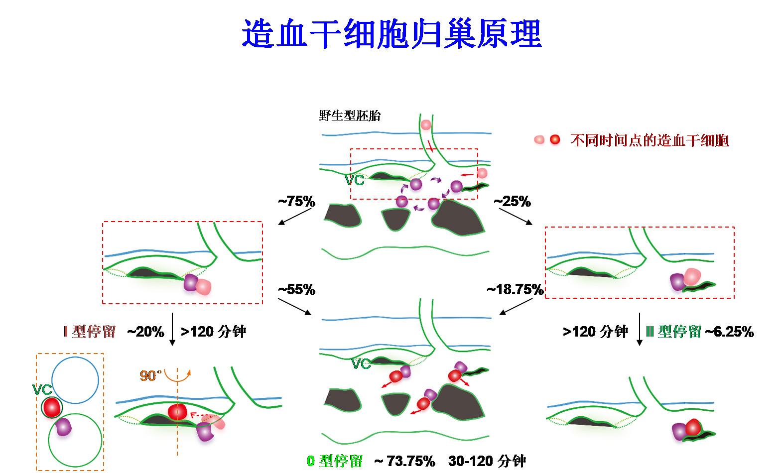 科学家发现造血干细胞"归巢"的秘密:有望破解肿瘤转移