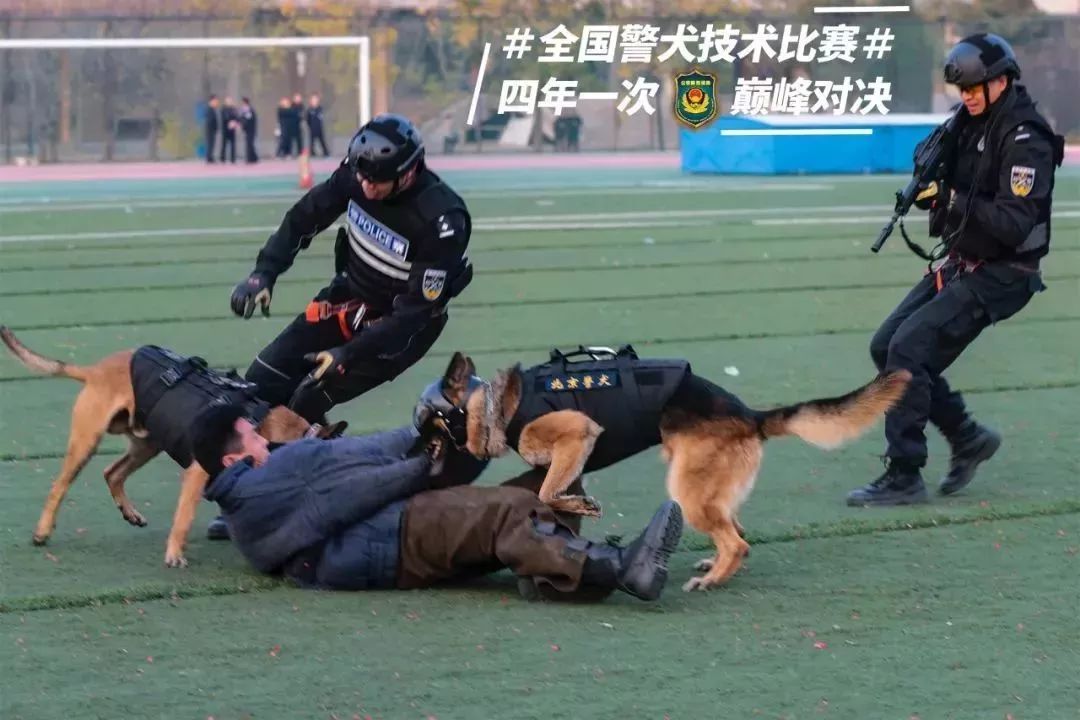 猛犬出更你看过警犬之间的较量嘛