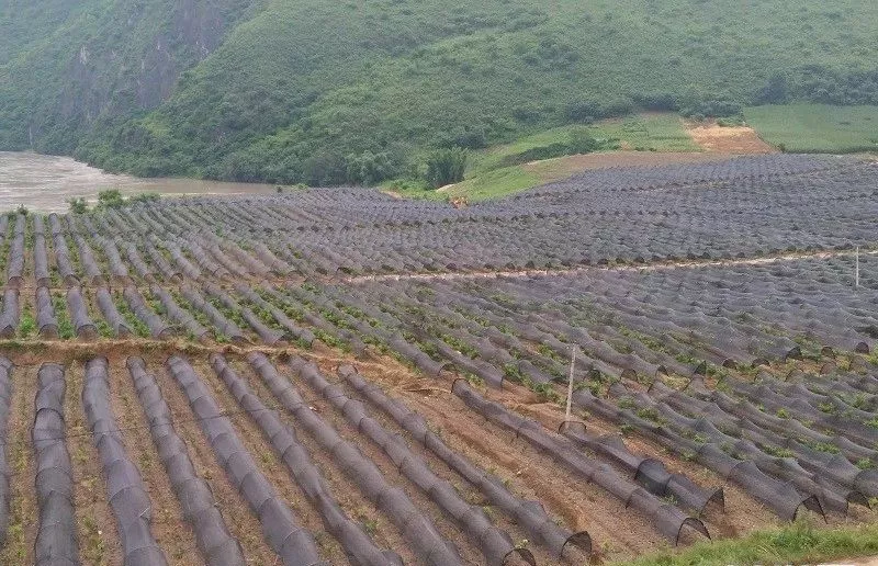 保山市百花中药材种植基地.