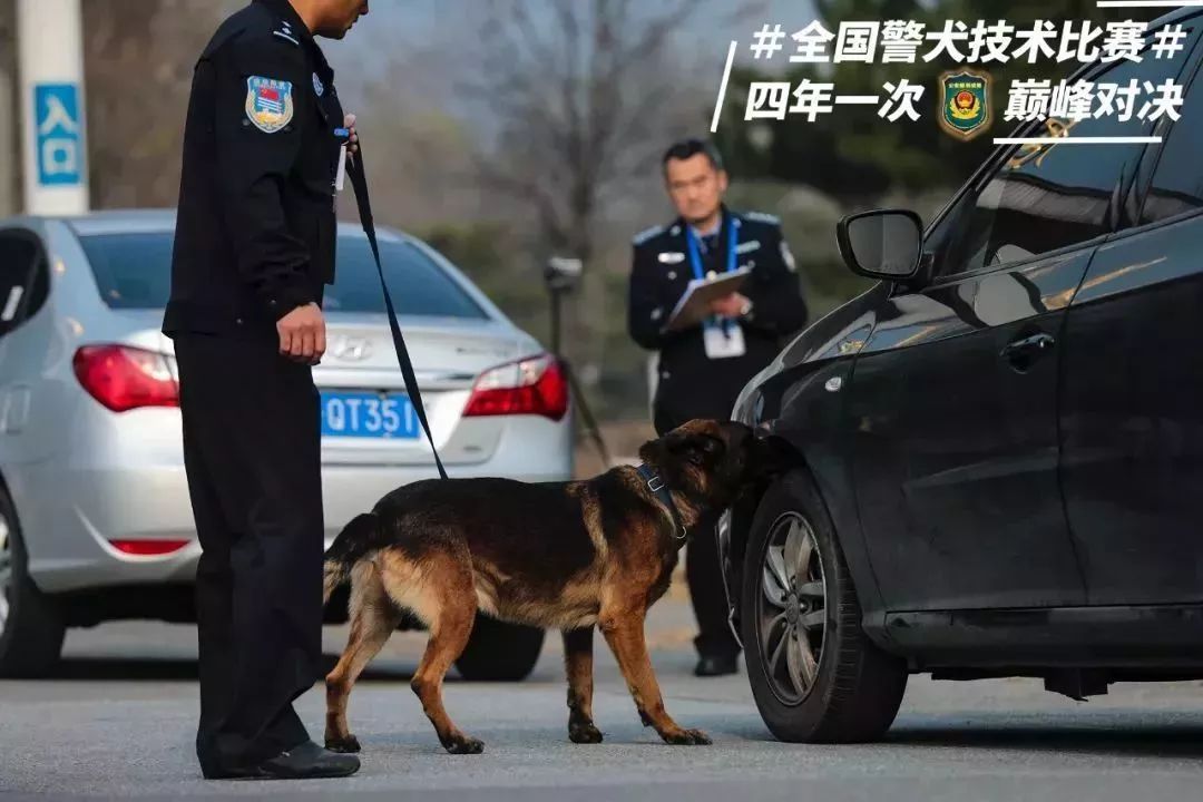 猛犬出更你看过警犬之间的较量嘛