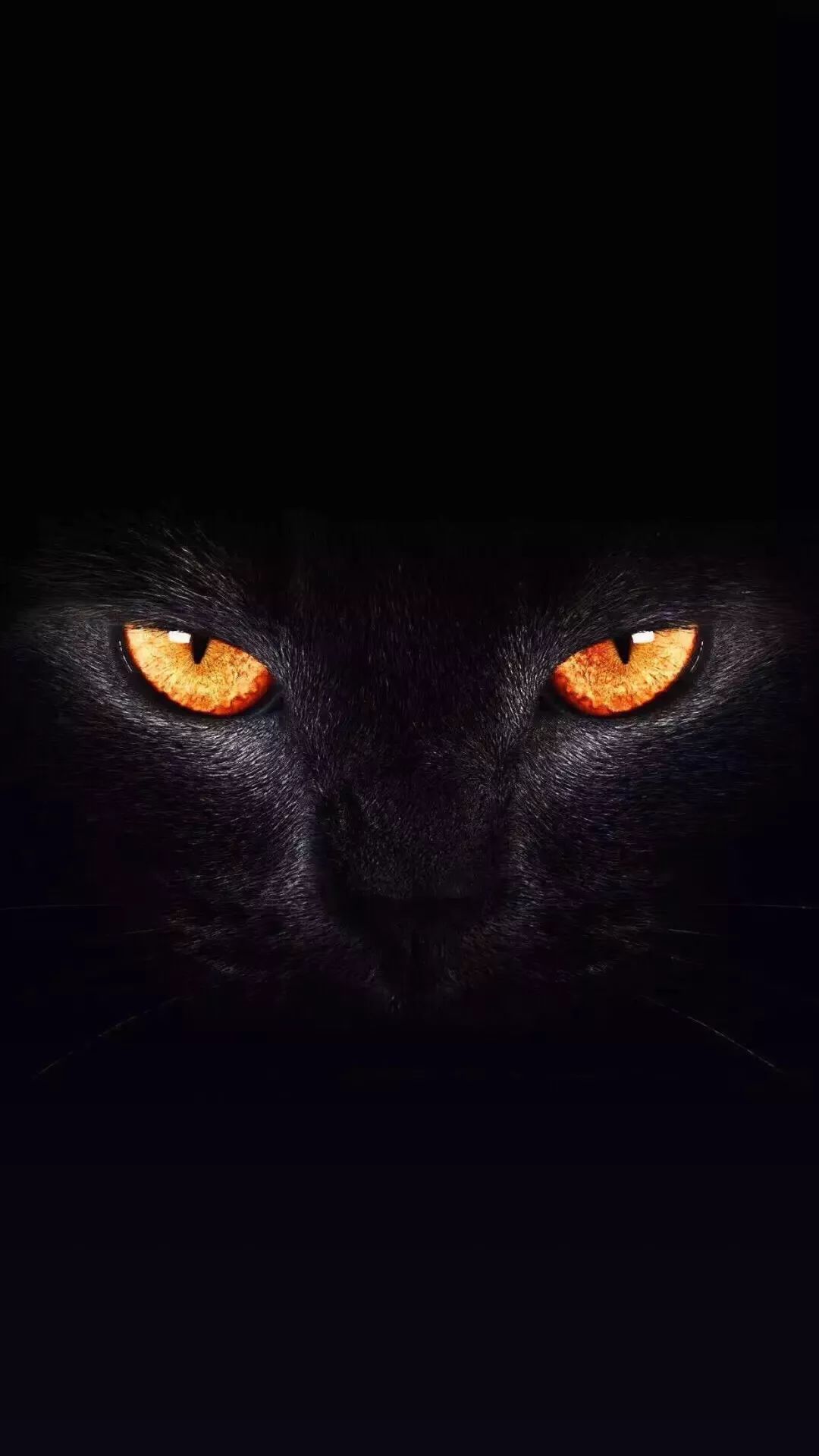 黑背景下的猫高清图片下载-正版图片501024336-摄图网