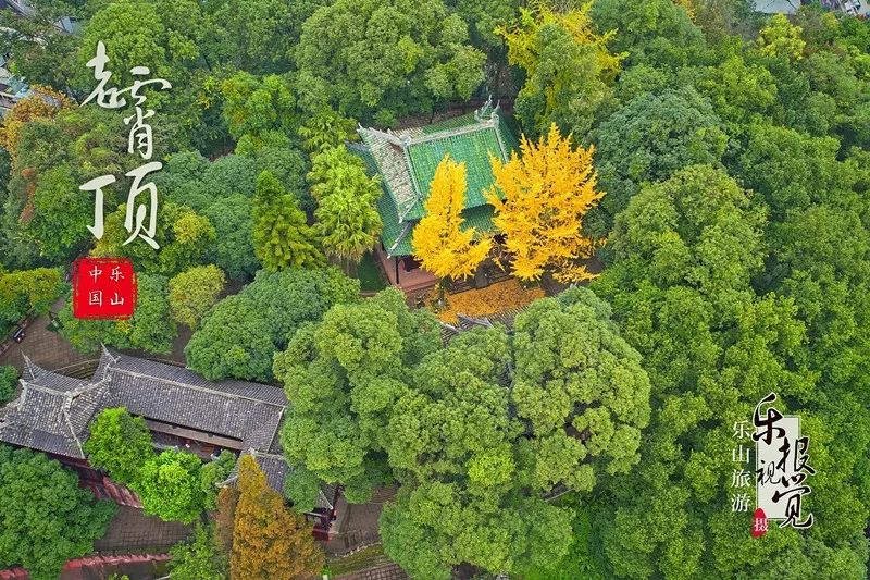 没有太多人打扰 色 彩 如果说是秋风给了乐山颜色 老霄顶的银杏只是用