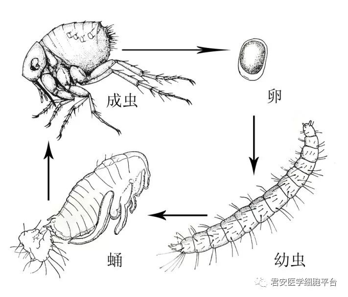 潜蚤病感染3