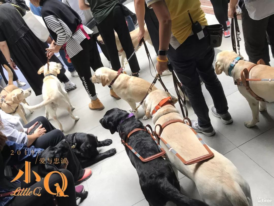 【影訊】《小Q》開放探班 香港超半數導盲犬現身片場