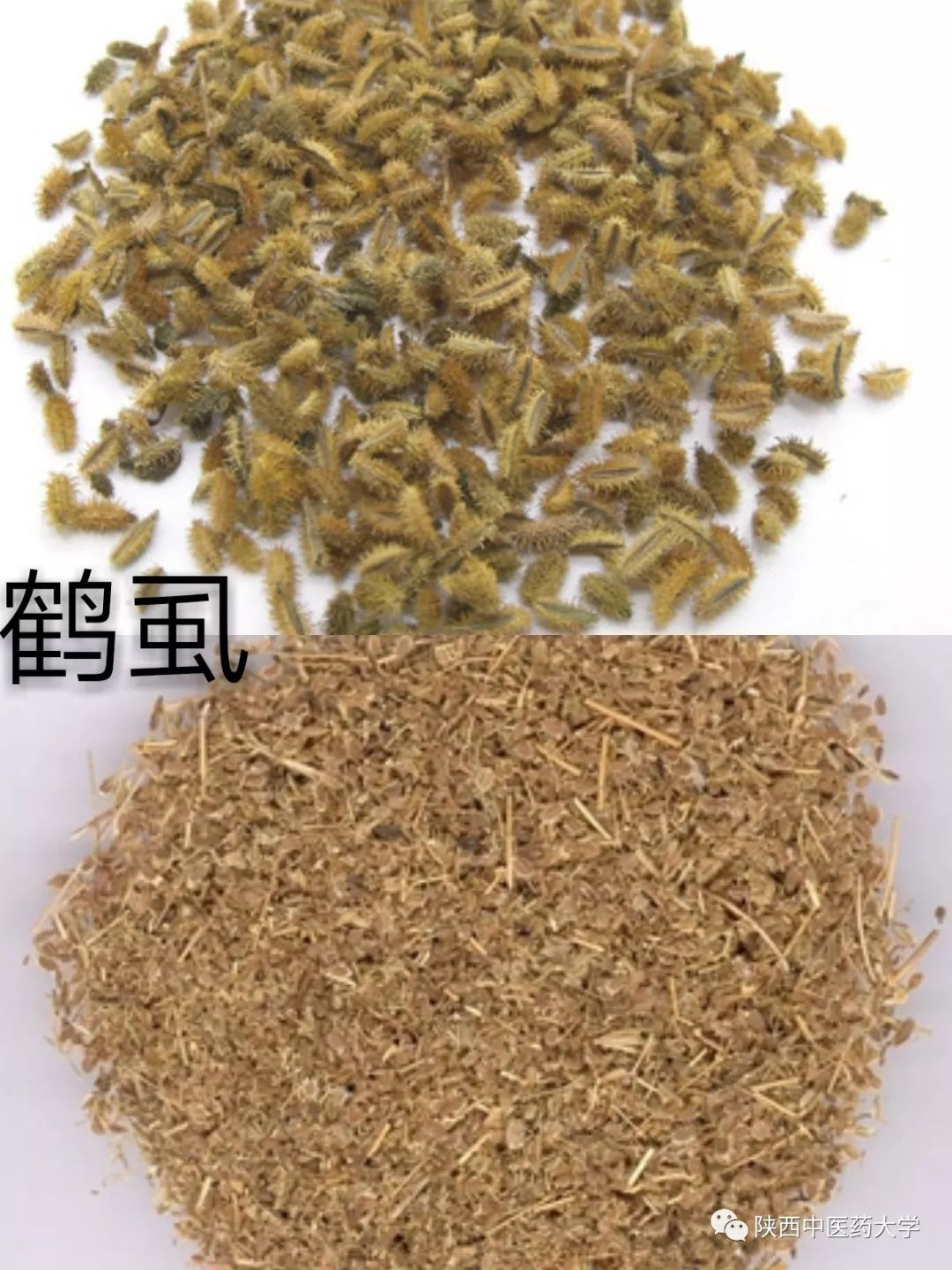 鹤虱:味苦辛,性平,杀虫消积,主要治疗蛔虫,蛲虫,钩虫及绦虫等症