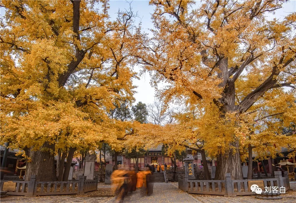 初冬时节,嵩山大法王寺满院金黄,你还不去看看?