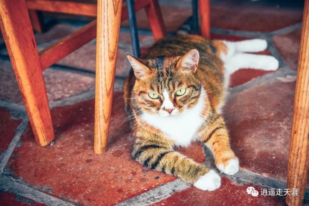 这只名叫"肉松"的猫算得上是吉治百货里的红猫了,悠闲自在的在屋内