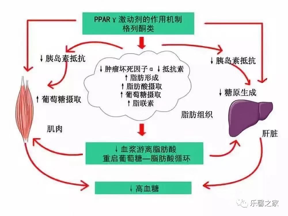 研究发现,壳寡糖作为功能性食品具有提高机体免疫,抗肿瘤