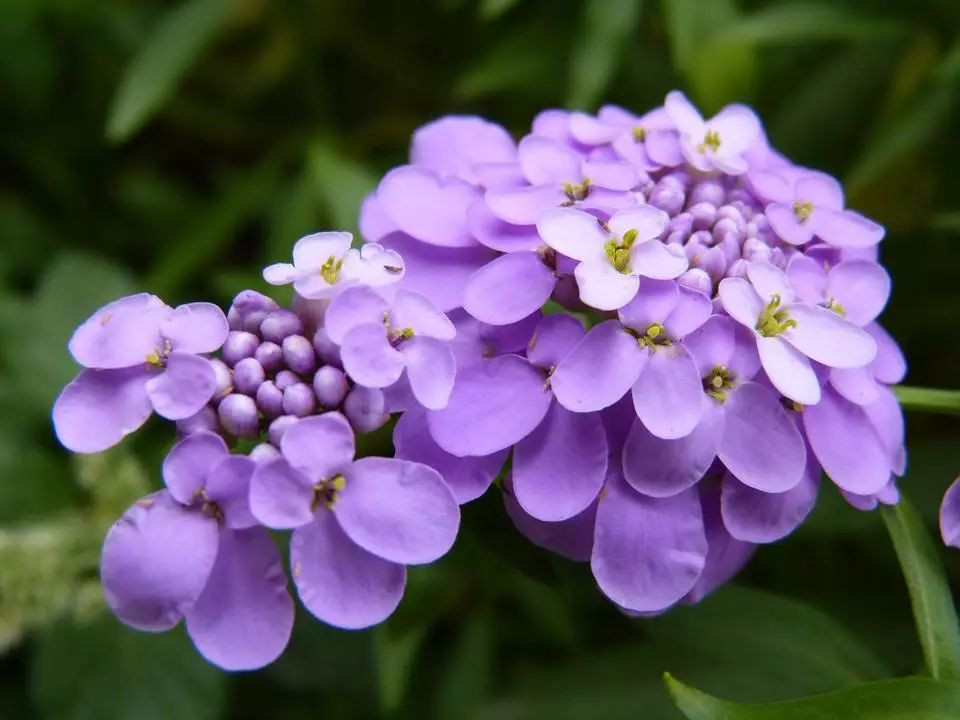 香雪球,又称庭芥,小白花,玉蝶球,是十字花科,香雪球属多年生草本植物