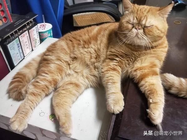 听闻群猫打架声找谁是凶手,橘猫眯眼装睡但手上的证据