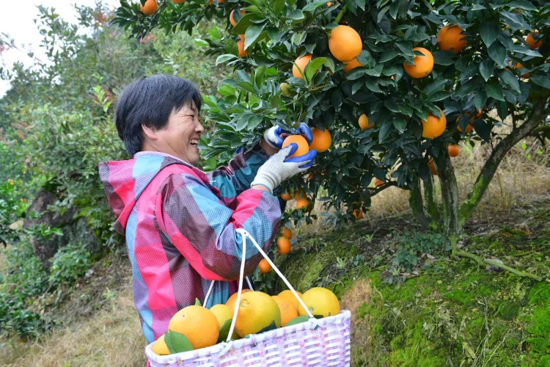 脐橙采摘园所在的南坑口村还有个七沐山滑草场,这里可不只有 滑草