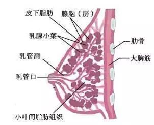 有治疗副乳的内衣吗(3)