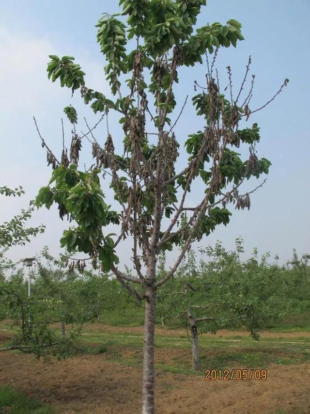 翅目,盾蚧科,以北方果区较为严重,主要为害桃,杏,李,樱桃等核果类果树