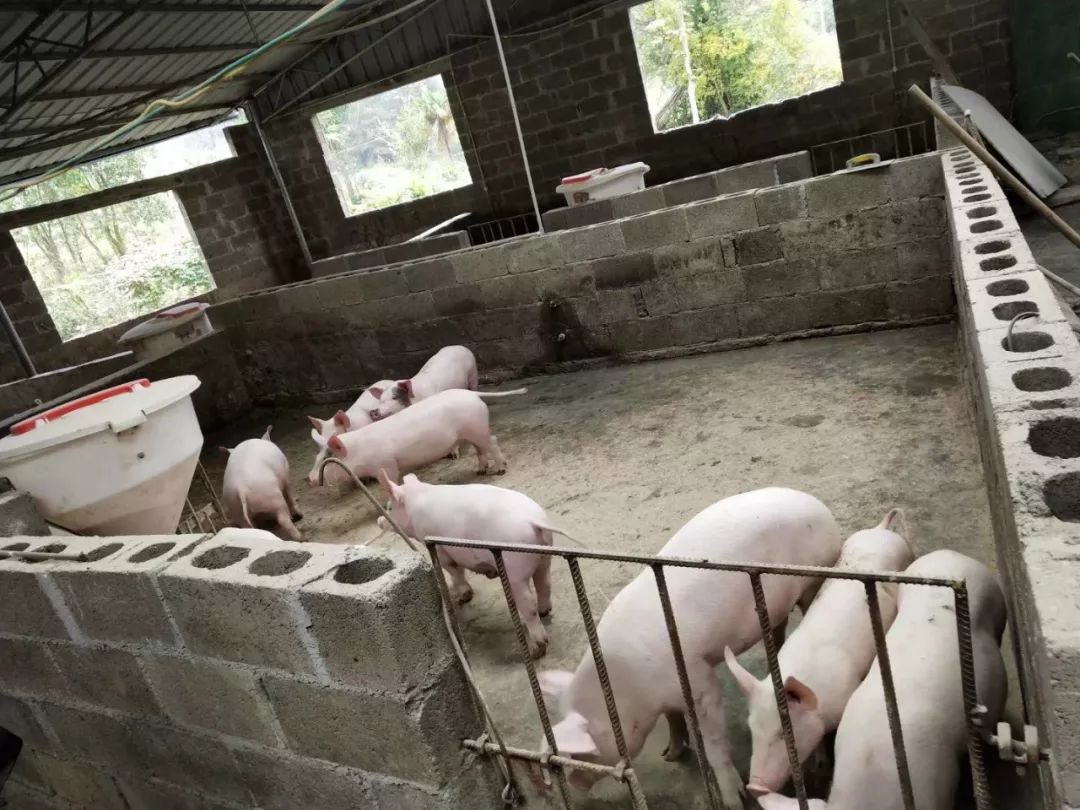 围栏里正在吃食的猪
